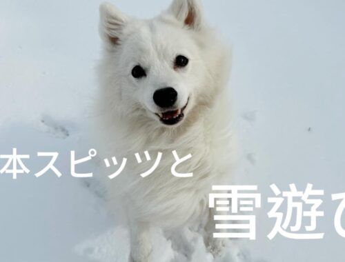 雪が降って大はしゃぎする日本スピッツ犬