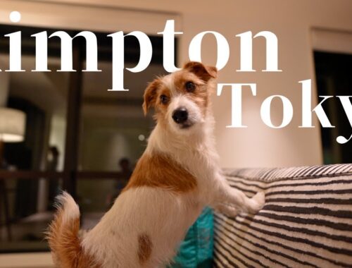 【Vlog】子犬ジャックラッセルテリアがキンプトン新宿東京に宿泊 | ペットフレンドリーな高級ホテル