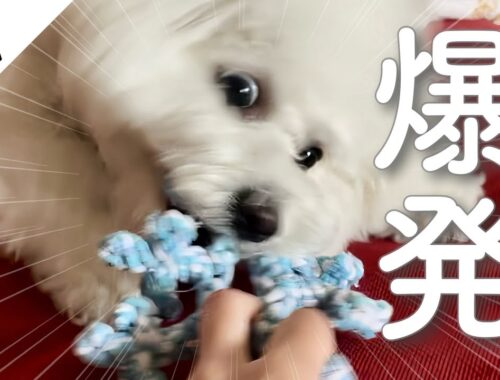 新しいおもちゃにテンションが壊れるビションフリーゼ ｜ Doggy Box 1月号