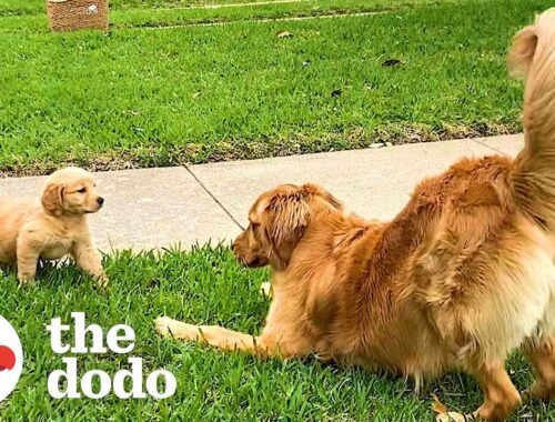 Dogs Have The Best Reactions To Meeting Their Puppy Siblings  | The Dodo