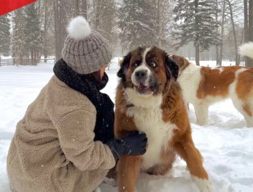 森歩き再開／超大型犬 3頭とカナダで田舎暮らし・海外生活