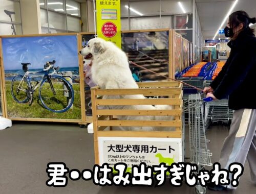 大型ショッピングカートから普通にはみ出る超大型犬【カート大好き編】