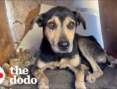 Old Dog That No One Wanted Turns Into A Puppy Again | The Dodo