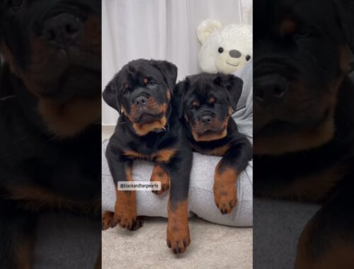 What should I name my those gorgeous rottweiler puppies 😍