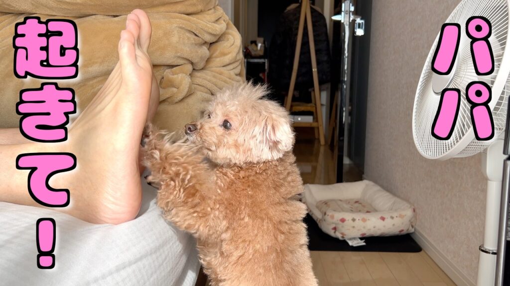朝、時間になっても来ないパパを必死に起こす愛犬が愛おしい【トイプードル】