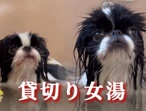 1か月振りの風呂が気持ち良すぎた狆犬【のぞき見厳禁】