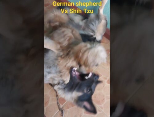 German shepherd  Vs Shih Tzu#youtubeshorts 🦮🦮🦮