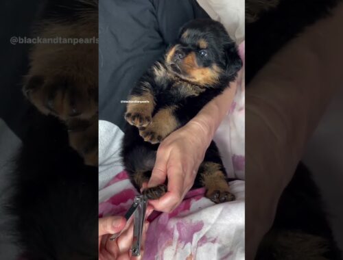 rottweiler puppy nail trimming😍