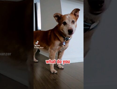 what do you corgi cattle dog aussie mix puppy... 🥺🙃🐶 #newvideo #shorts #ytshorts #viral #viralshorts