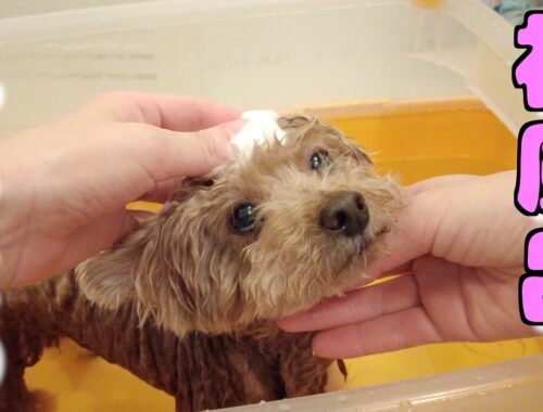 今年初のお風呂に両耳を広げてうっとりしちゃう愛犬が可愛かった♪【トイプードル】