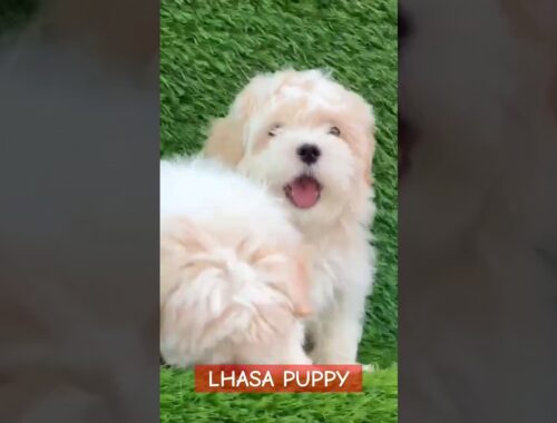 EXTREME QUALITY LHASA PUPPY AVAILABLE #lhasaapso #dog #puppy #dogkennel #shots #viral #doglover