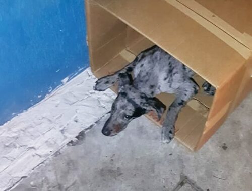After the accident, they gave the puppy that box and ignored his pleas for help
