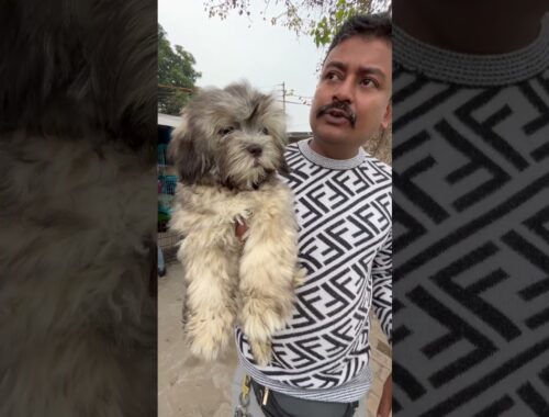 Lhasa Apso Female Puppy Sell Low Price.