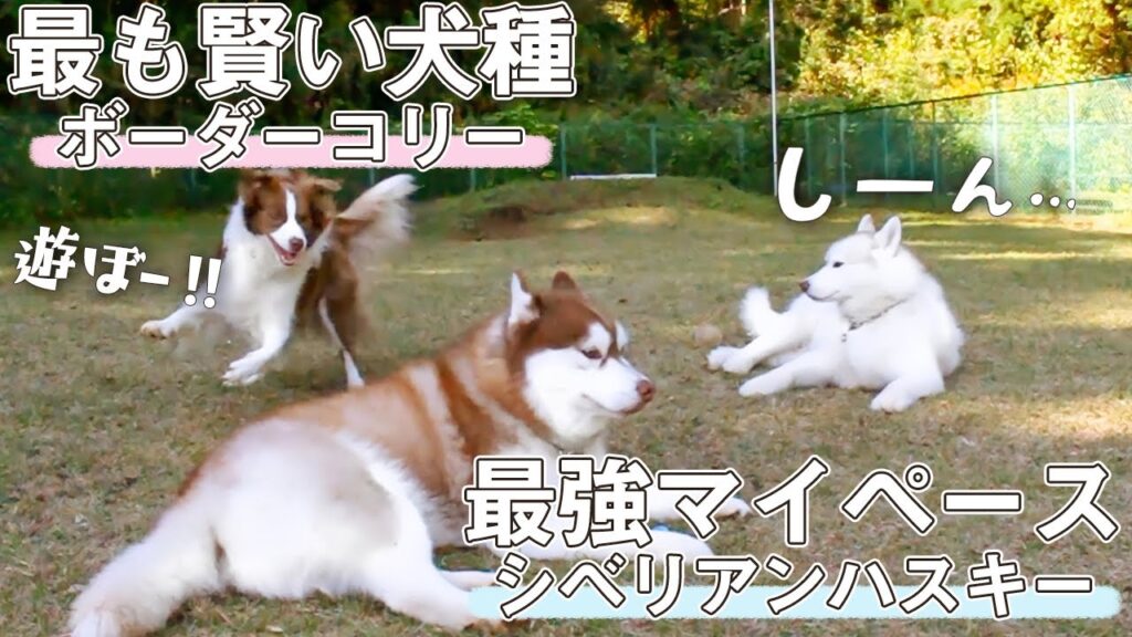 【犬達の駆け引き】賢すぎる遊びの誘い方をするボーダーコリー!それでも動じないマイペースなシベリアンハスキー【日常・ドッグラン】 【犬達の駆け引き】賢すぎる遊びの誘い方をするボーダーコリー!それでも動じないマイペースなシベリアンハスキー【日常・ドッグラン】
