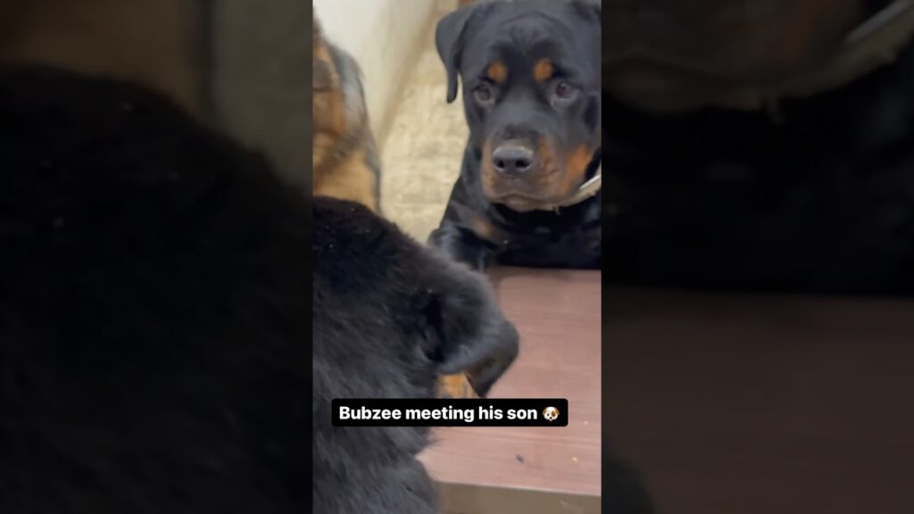 Rottweiler Bubzee Meets His Son Puppy 🐶 #shorts #dogs #rottweiler #youtubeshorts #namitaology Rottweiler Bubzee Meets His Son Puppy 🐶 #shorts #dogs #rottweiler #youtubeshorts #namitaology