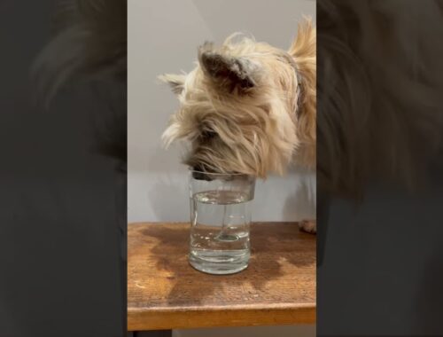 Cairn Terrier dog steals human’s water