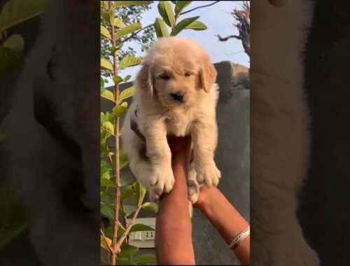ultimate quality puppy for sale 😍 contact 9311906836 #shortfeed #youtubeshorts