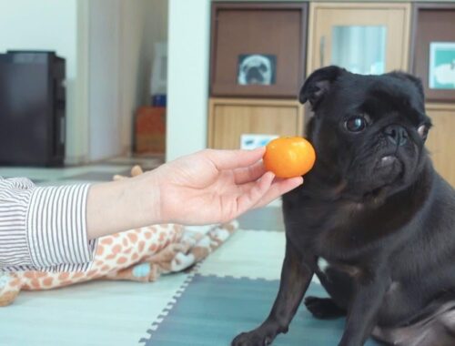 食いしん坊のパグは皮を剥いていないみかんを露骨に嫌がります。Pugs, who are gourmets, blatantly dislike unpeeled oranges.【パグ、pug】