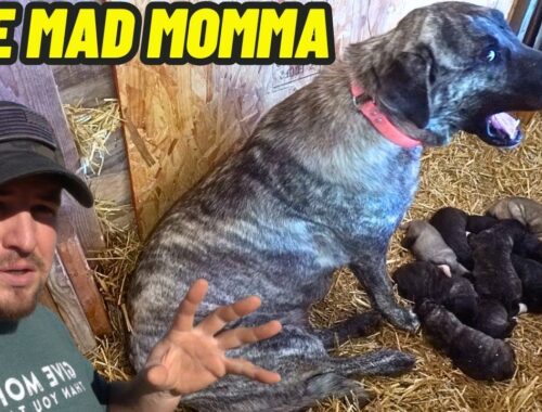 Predators Getting A Little Too Close To The PUPPIES Makes Momma Dog Angry