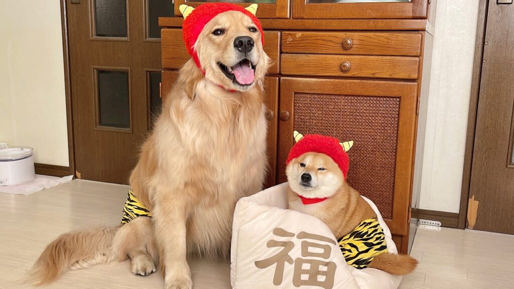 節分に愛犬と豆まきをしたらとんでもないことになりました… 節分に愛犬と豆まきをしたらとんでもないことになりました...