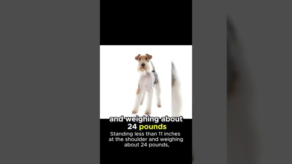 Discover the Adorable and Sturdy Sealyham Terriers: Meet these Charming Canine Companions! #sealy Discover the Adorable and Sturdy Sealyham Terriers: Meet these Charming Canine Companions! #sealy