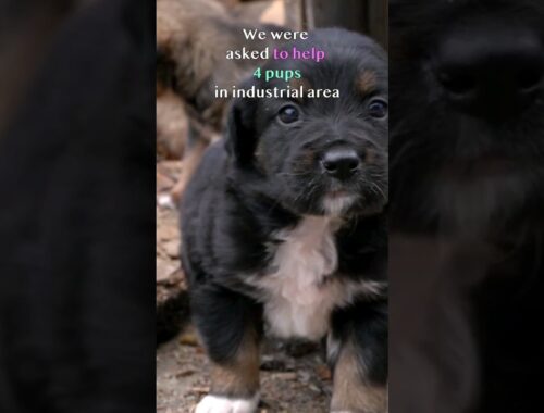 Orphaned Puppies Desperately Trying To Survive #animalrescue #dog #puppy #shorts
