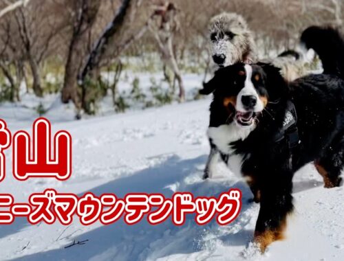 雪山でたくさんの大型犬とはしゃぐバーニーズマウンテンドッグ
