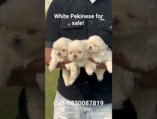White Pekinese for sale! Call-9830087819