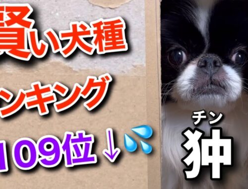 賢い犬種ランキング109位↓日本犬狆の知能レベル(IQ)が判明！