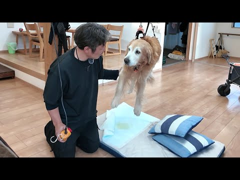 40キロある君の介護。劇的！最大の問題をDIYで解決した。【Golden Retriever japan】