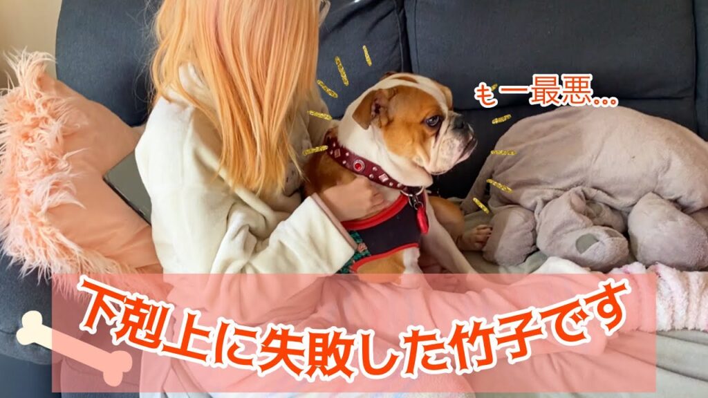 下剋上に失敗して震える【ブルドッグ】竹子です