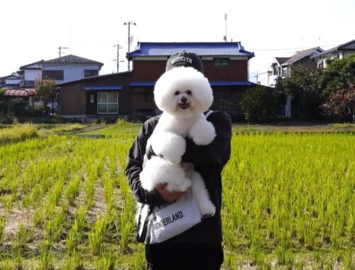 鎌倉観光してトリミングに行く愛犬と過ごす休日VLOG