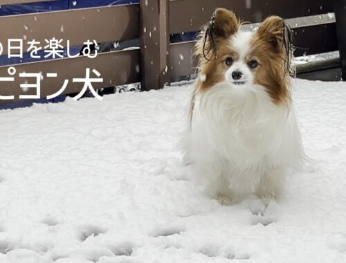 大好きな雪の日を挙動不審気味にとても楽しむパピヨン犬 #101