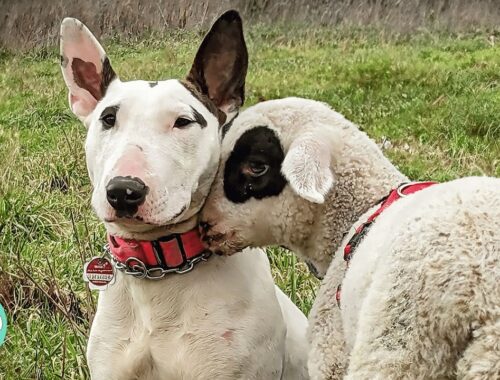Tiny Goat And Sheep Think They're Puppies With Dog Siblings | Cuddle Buddies