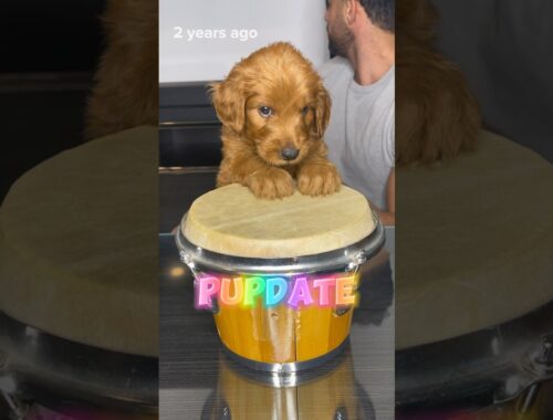 Pupdate! Where are they now!? #goldendoodle #puppies #doodlepuppy