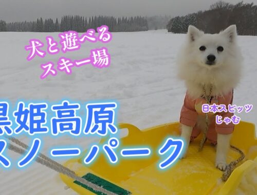 犬と遊べるスキー場【黒姫高原スノーパーク】#日本スピッツ #snow #犬のいる暮らし
