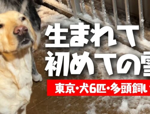 【東京】初めての雪に興奮する犬6匹【チャウチャウ・秋田犬・ボーダーコリー・ラブラドールレトリバー】【多頭飼い】【大型犬】