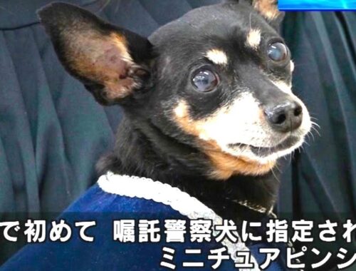嘱託警察犬　引退のミニチュアピンシャー指導手に感謝状　和歌山県警