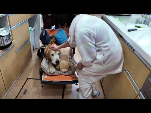 闘病生活も前向きに。家族で支えて全身麻痺から復活を目指す。【Golden Retriever japan】 闘病生活も前向きに。家族で支えて全身麻痺から復活を目指す。【Golden Retriever japan】