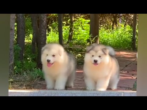 Cute Alaskan malamute puppies in happy mood ♥️ #2023 #youtube