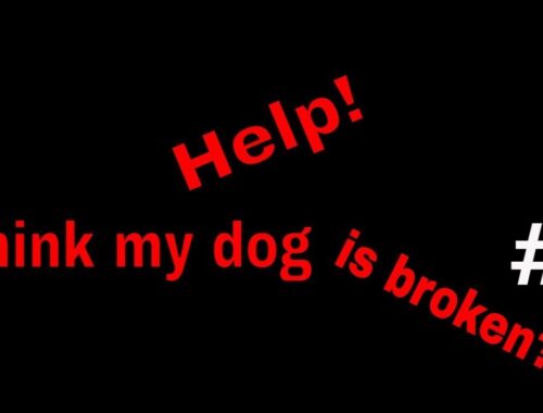 Help! My dog is broke | Dog helping with laundry | YouTube #shorts