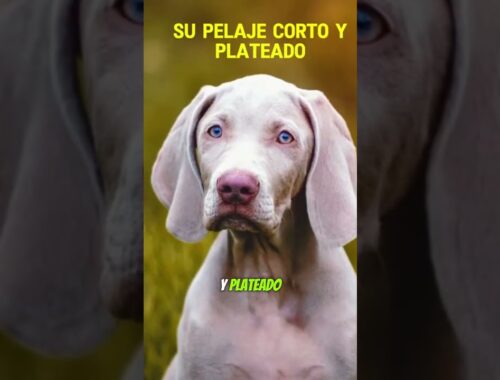 Su Pelaje Corto Y Plateado es único.❤️ #perros #dog #dogs  #dogshorts #pets #weimaraners #weimaraner
