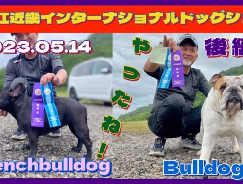 FCI近畿インターナショナルドッグショー2023.05.14（後編）ブルドッグ&フレンチブルドッグ【癒しのペチャ軍団】Bulldog&Frenchbulldog