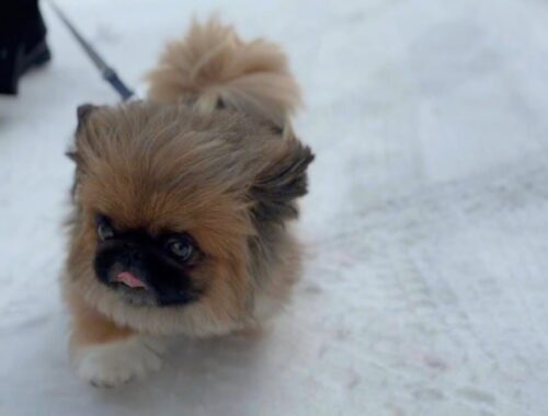 かわいいモフ犬と過ごす北海道の冬【ペキニーズ】ちょび／pekingese