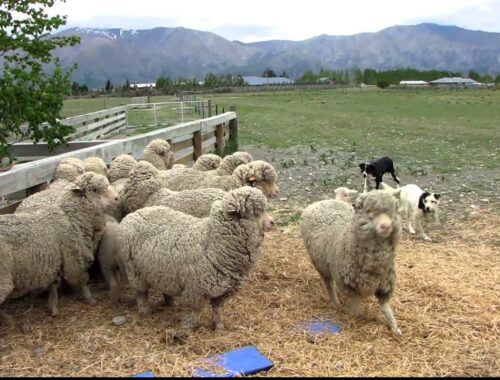 牧羊犬（ボーダーコリー）に集められる羊達