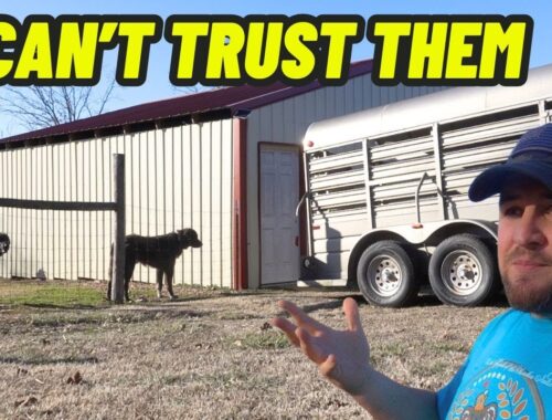 Couldn’t Risk The Puppies Getting Hurt | They Had To Go!