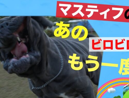 ＜大型犬＞スーパースロー・マスティフのビロビロな顔を撮ってみた【Iみんなのどうぶつ園公式】Huge dog Mastiff shaking face HIGH SPEED CAMERA! Funny!