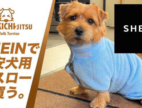 愛犬キチ SHEIN 犬用品を購入  【ノーフォークテリア  norfolkterrier  犬 dog  kichi 】