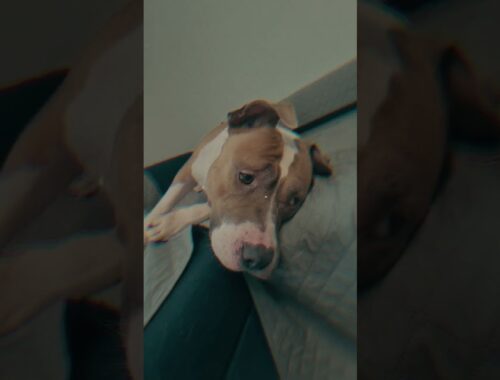 sad Pitbull dog I'm so lonely, アメリカンピットブルテリア
