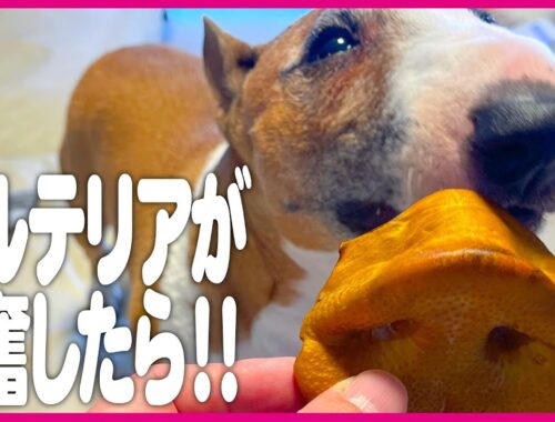 bullterrierブルテリア/ ブルテリアが興奮したら！When your bull terrier gets excited!